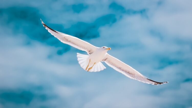 seagull