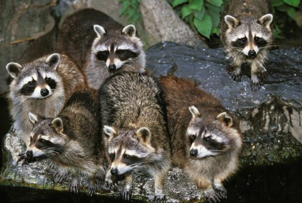 Debunking 15 Common Myths About Raccoons
