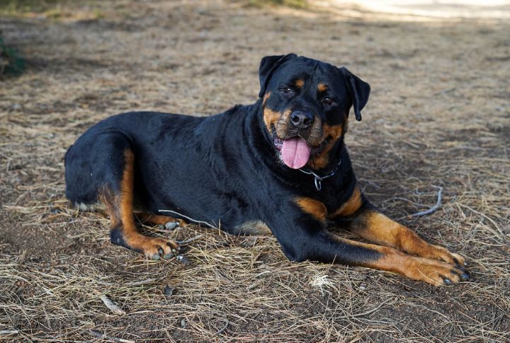 Rottweiler vs. German Shepherd: Which Loyal & Intelligent Breed is Your ...