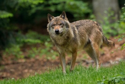 Common Myths About Wolves That Will Blow Your Mind