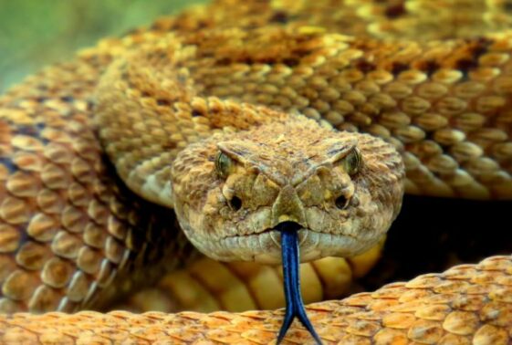 15 Facts About The Life Cycle and Mating Rituals of Rattlesnakes