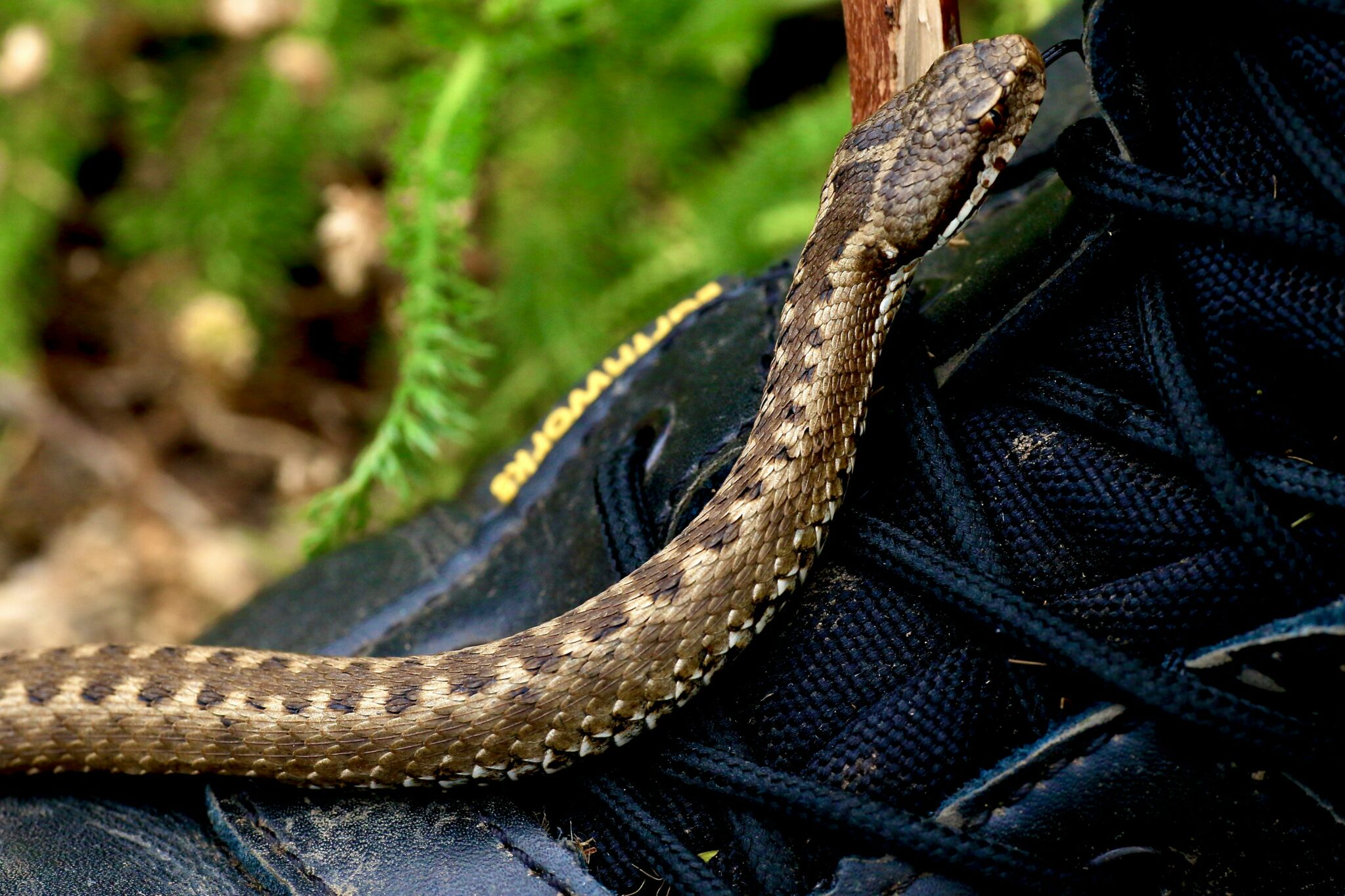 Rattlesnake vs Cottonmouth: 15 Essential Differences & Facts To Know