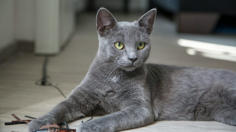 russian blue cat lying on brown wooden table