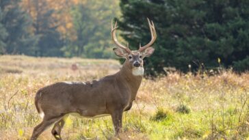 white tailed deer facts