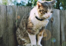 long-fur white and brown cat standing on wooden frame in front of wall