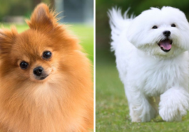 20 Dog Breeds So Adorable, They Should Come With a Cuteness Warning