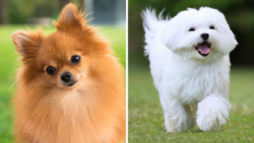 20 Dog Breeds So Adorable, They Should Come With a Cuteness Warning