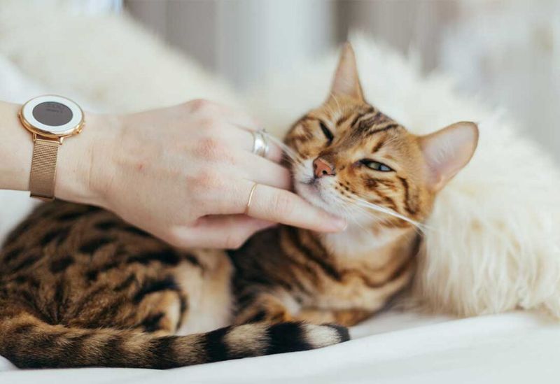 Gentle Head and Chin Scratches