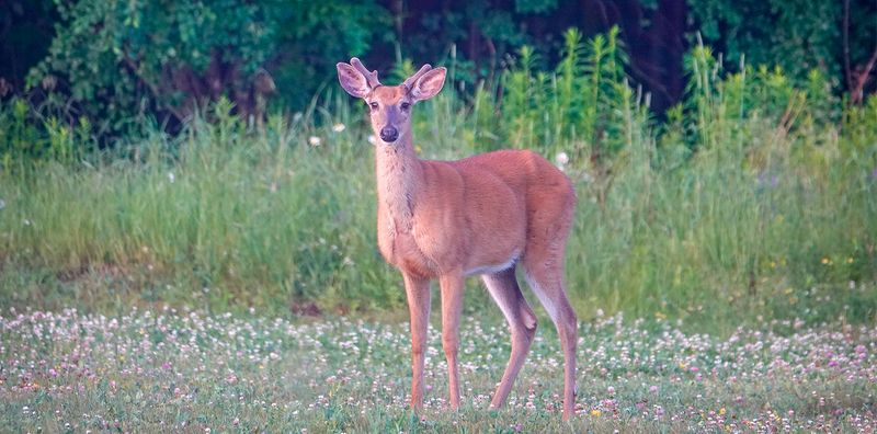 Deer: Forest Dwellers With Fragile Hearts