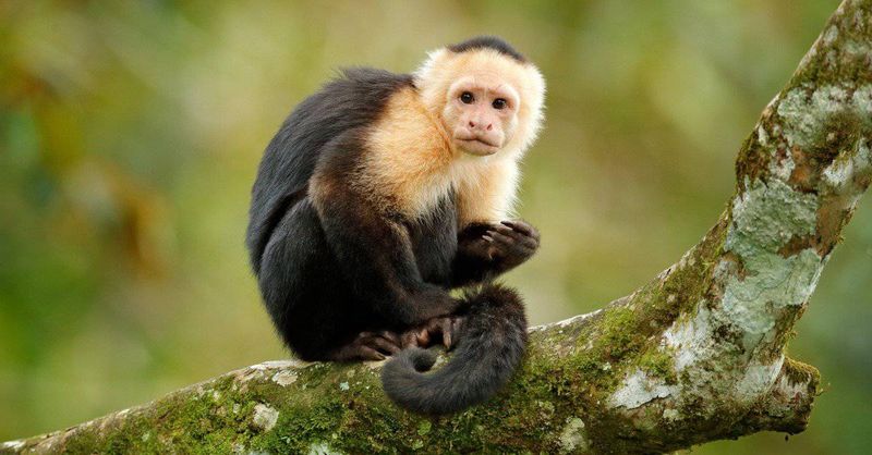 Capuchin Monkeys: Too Smart for Captivity