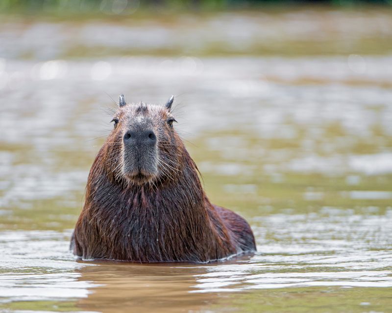 Capybaras: Water-Loving Rodents Need Rivers