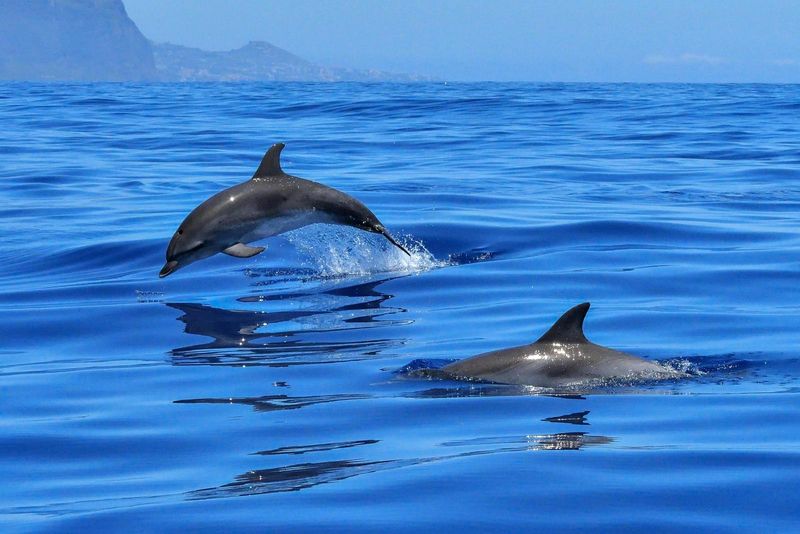 Dolphins: Smiling Faces Hide Complex Needs
