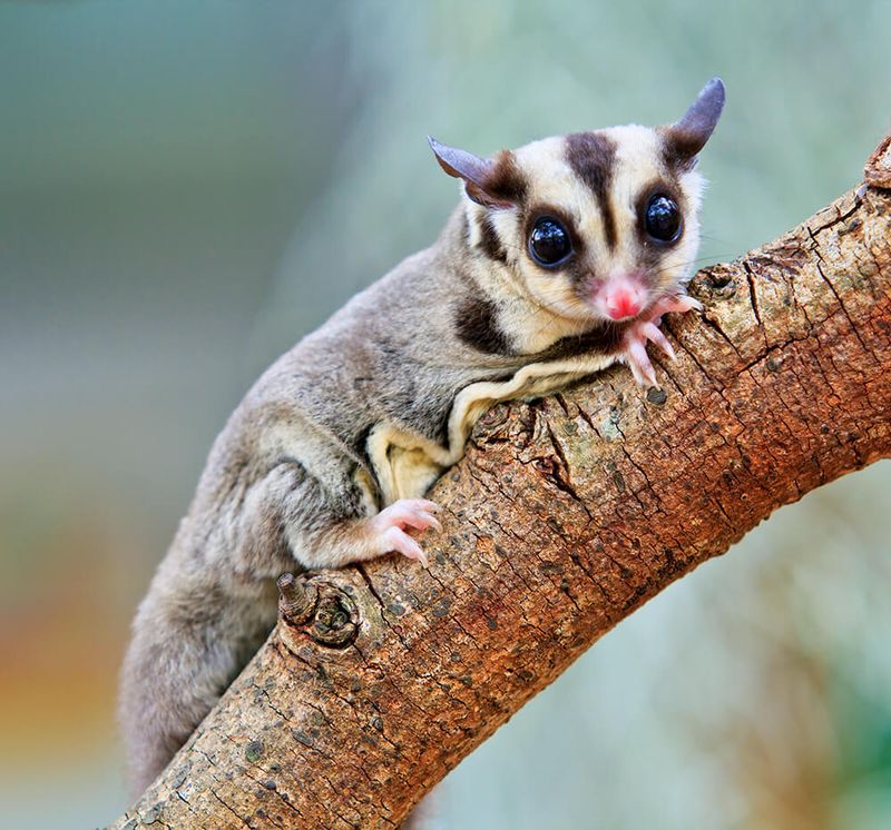 Sugar Gliders: Nocturnal Socialites in Disguise