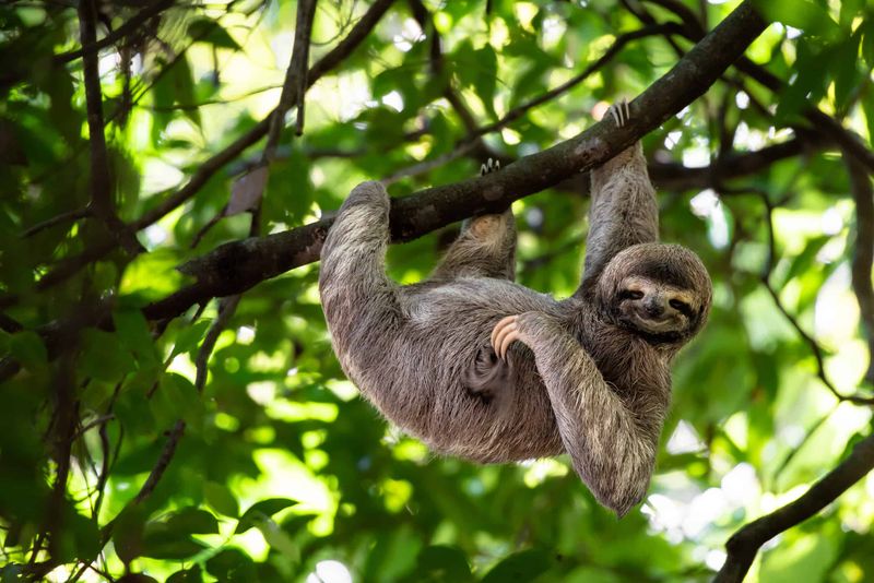 Sloths: Slow-Moving Stress Machines