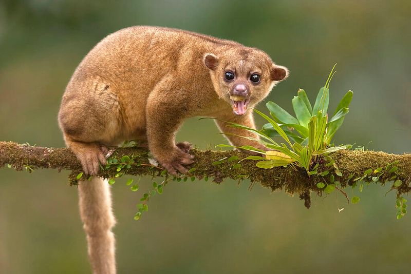 Kinkajous: Honey-Loving Night Dwellers