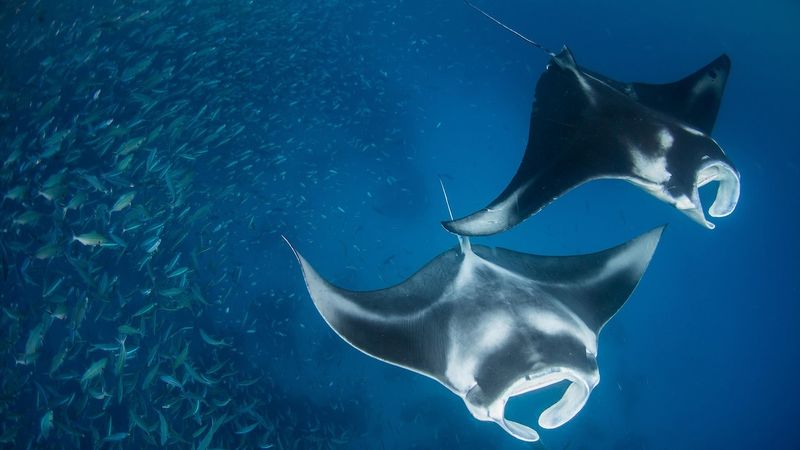 Manta Rays: Ocean Ballerinas Need Space