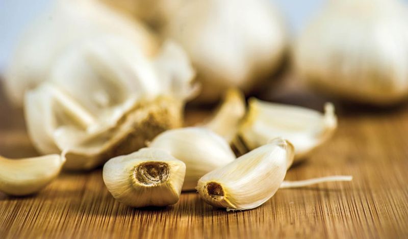 Garlic