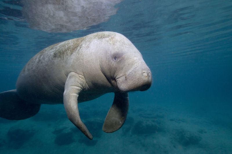 Manatees: Gentle Giants of the Sea