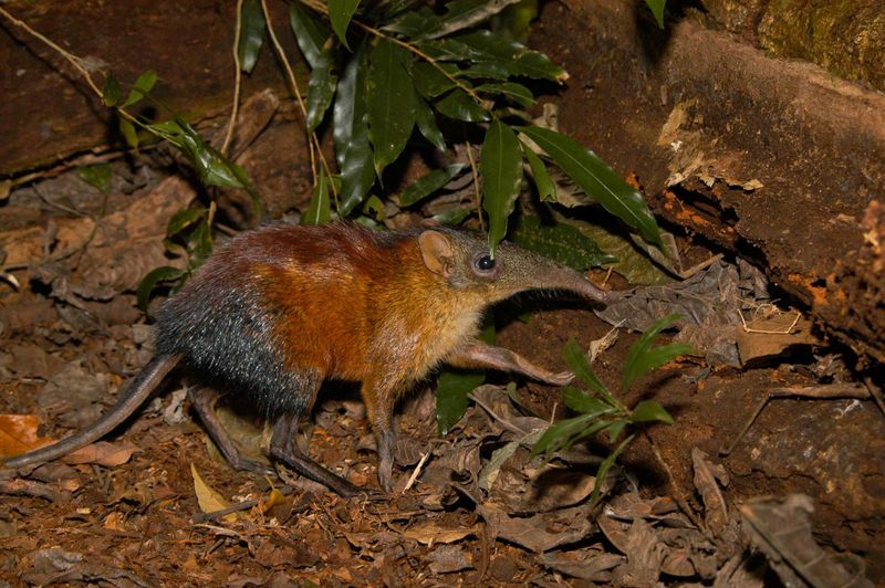 Elephant Shrews: Tiny Speedsters With Big Needs
