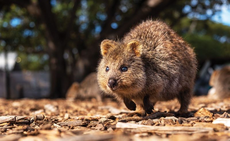Quokkas: Smiling Selfie Stars With Hidden Needs