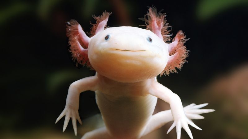 Axolotls: Smiling Salamanders With Special Demands