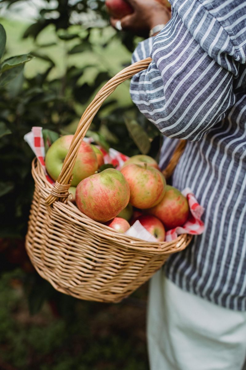 Go Apple Picking (and Bake a Tasty Pie)