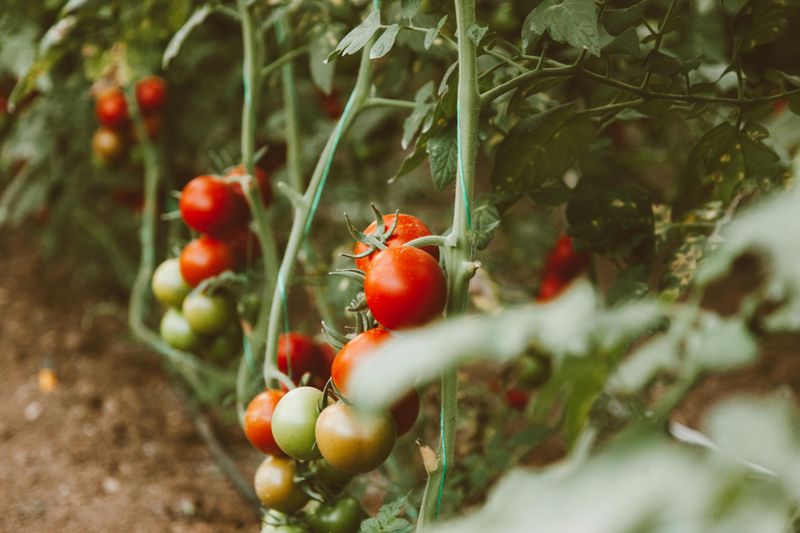 Start a Vegetable Garden