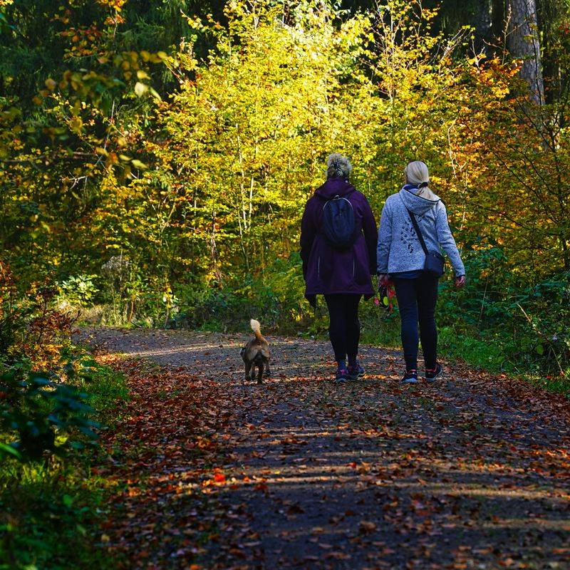Take Slow, Mindful Nature Walks