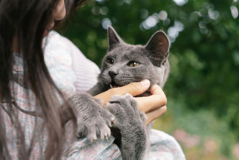 Talking to Pets Like They're Human Babies