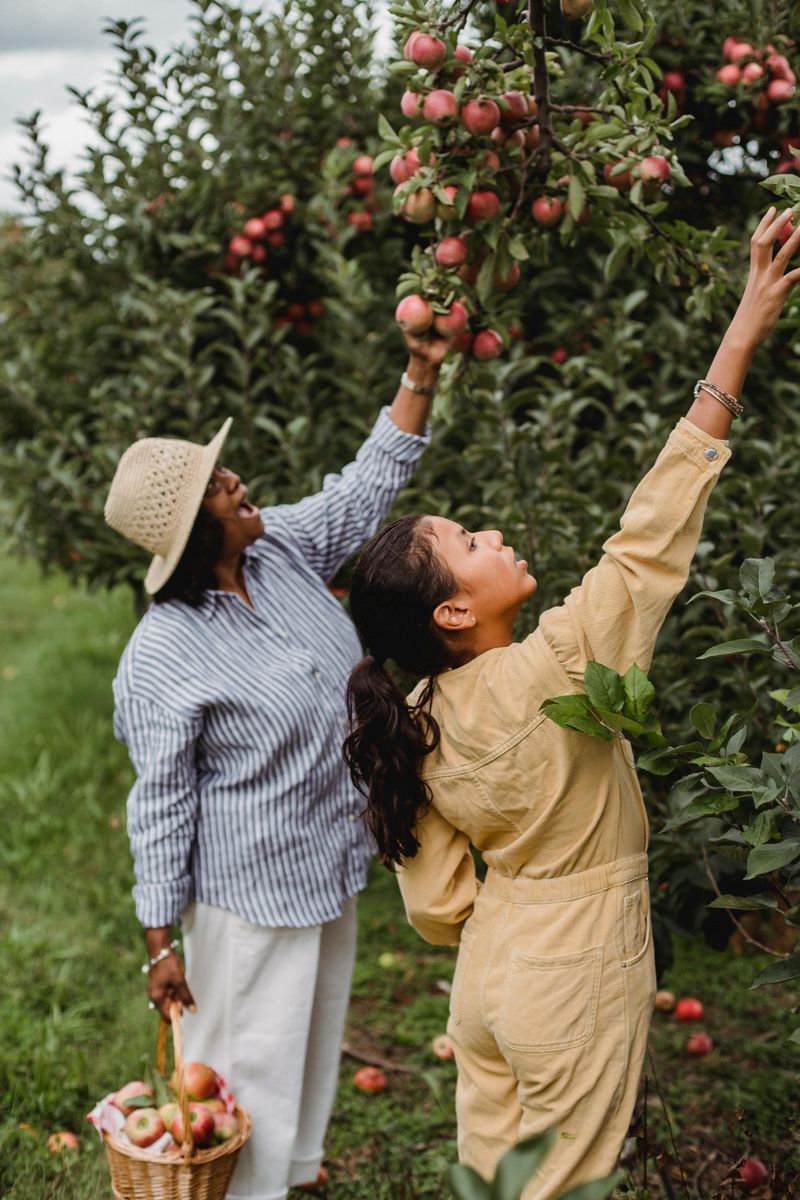 Apple Picking or Harvest Visit