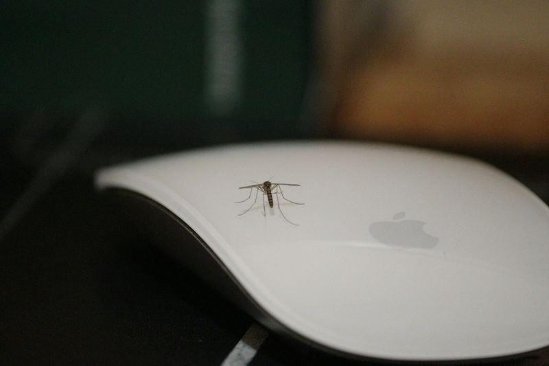 Bug Removal and Spider Duty