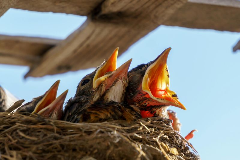 Touching a Baby Bird Makes Its Mother Reject It