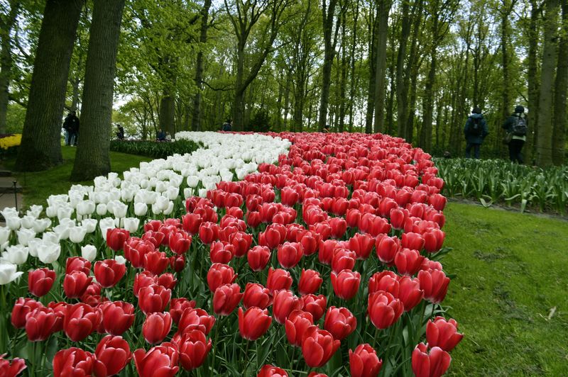 See the Tulips at Keukenhof Gardens in the Netherlands