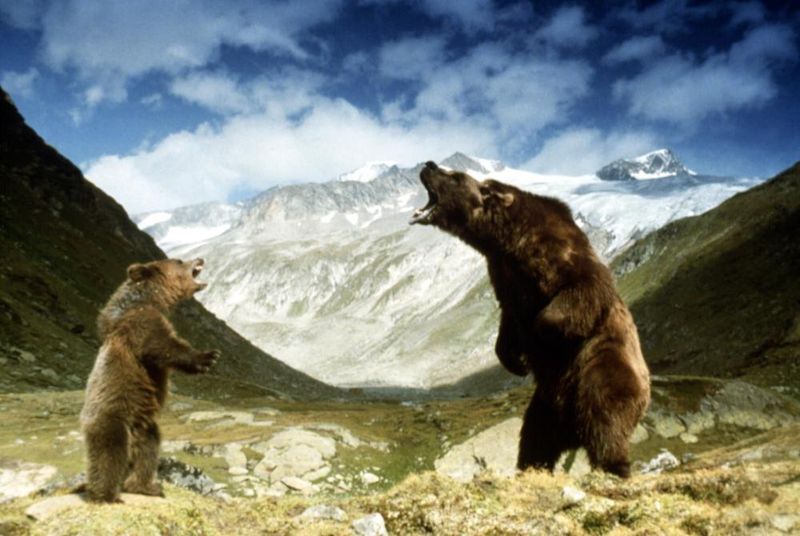 Bart the Bear from The Bear (1988)