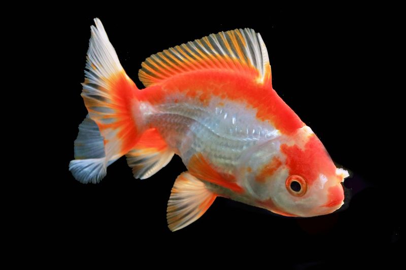 Goldfish Have Three-Second Memories