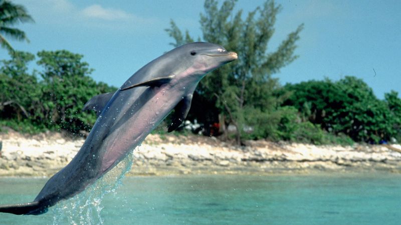 Flipper from Flipper (1996)
