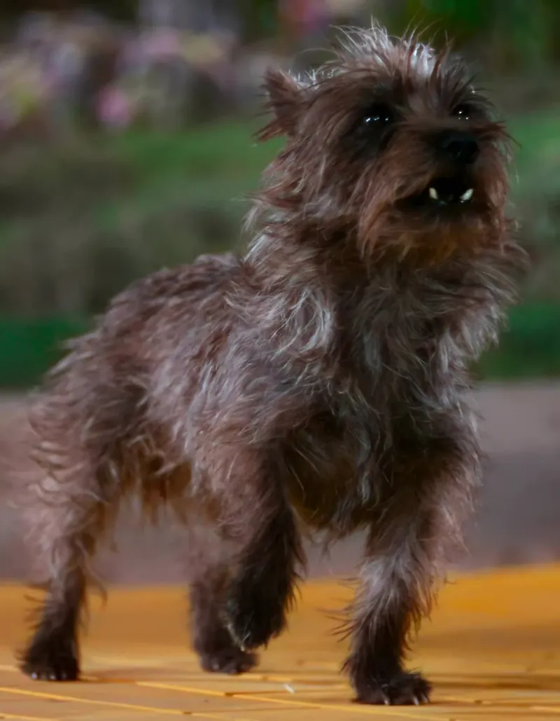 Toto from The Wizard of Oz (1939)