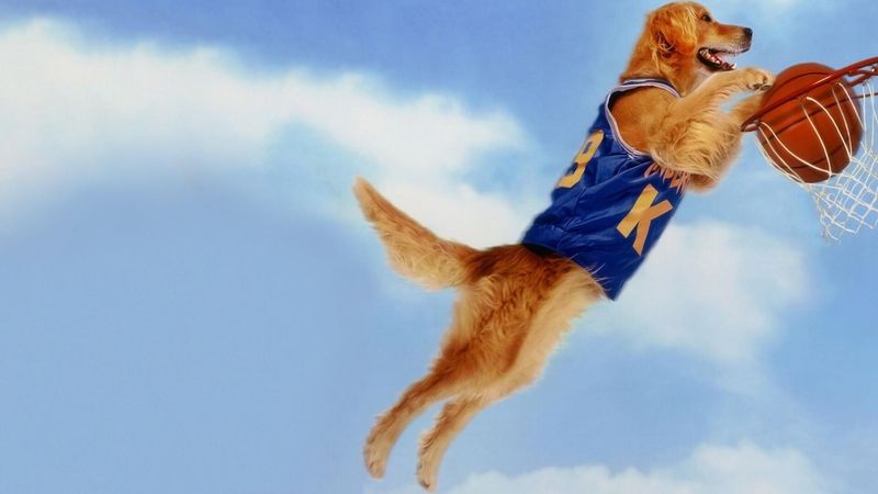 Buddy from Air Bud (1997)