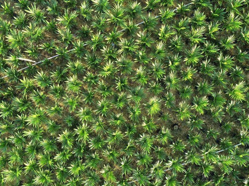 Palm Oil In Processed Vegan Foods