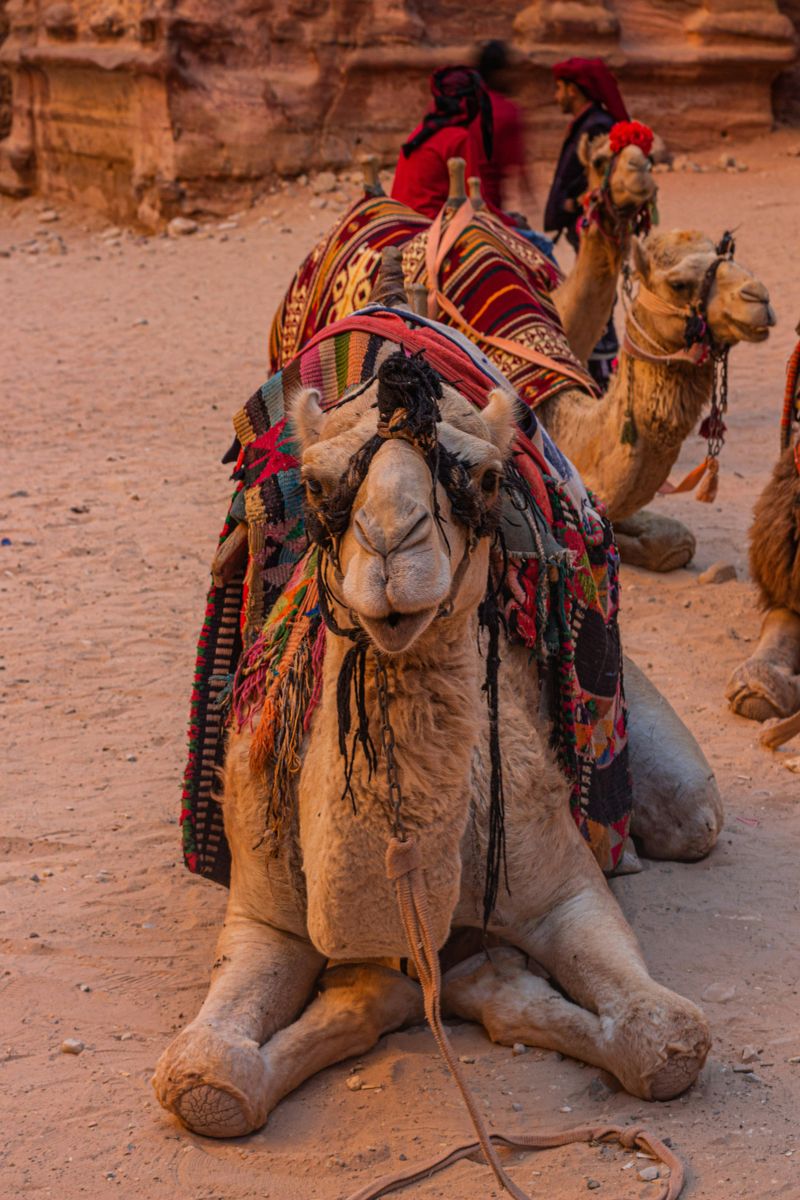 Experiencing a Desert Safari with Bedouins in Jordan