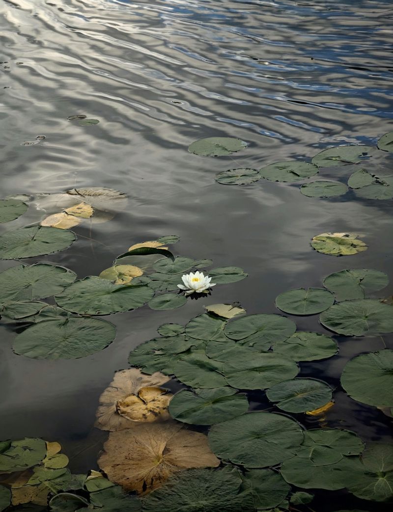 The Lily Pad Doubling Question