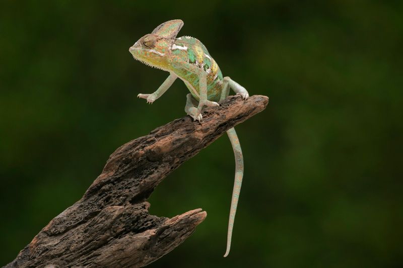 Chameleons Change Color to Camouflage