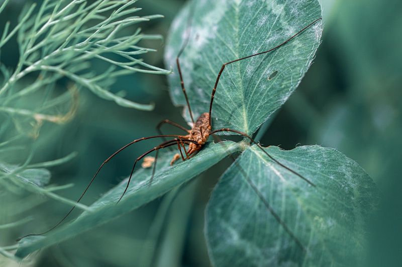 Daddy Longlegs Are the Most Poisonous Spiders