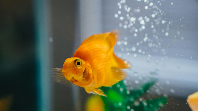 Goldfish Have Three-Second Memories