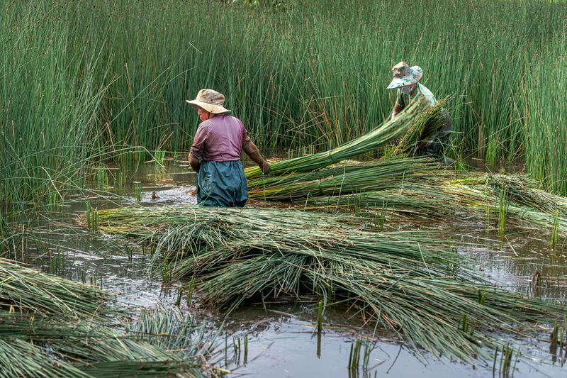 Water-Intensive Crops Drain Resources