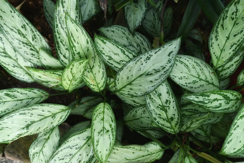 Chinese Evergreen