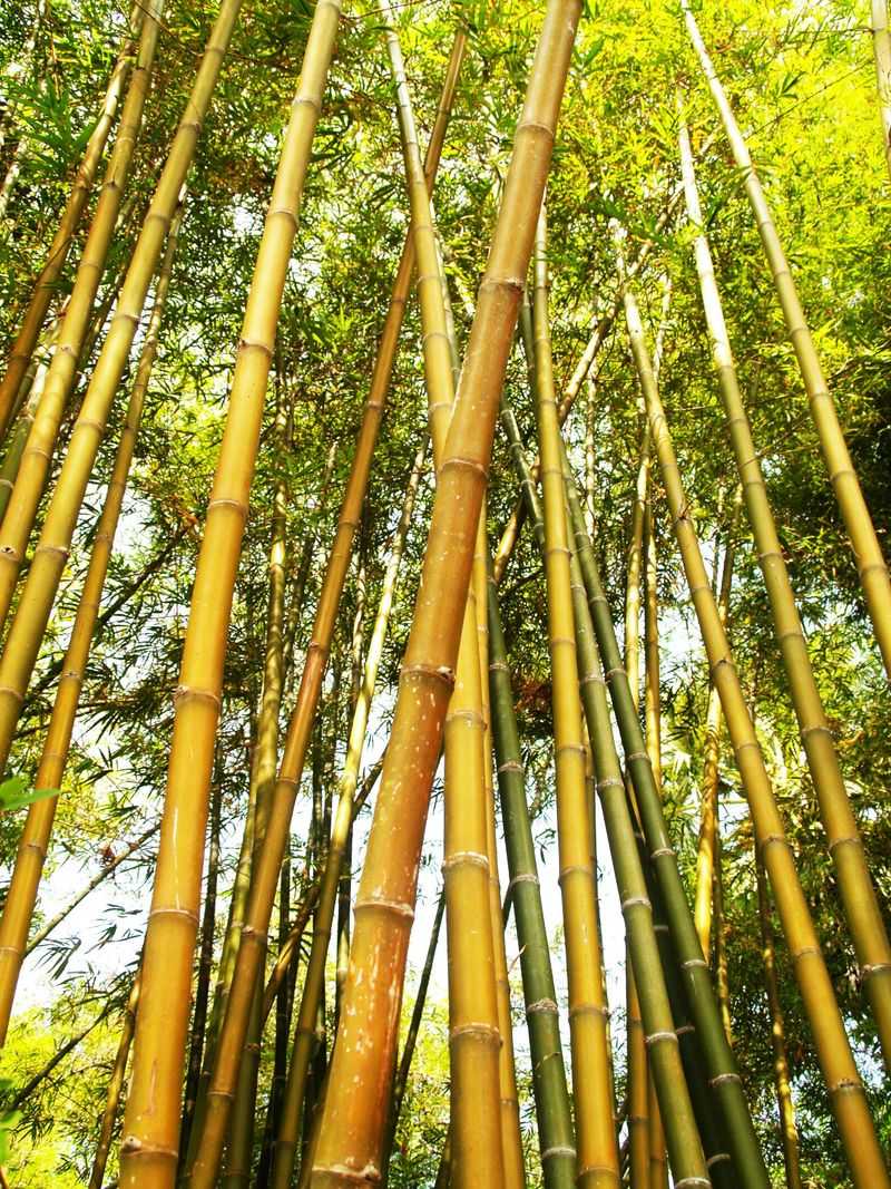 Bamboo Palm