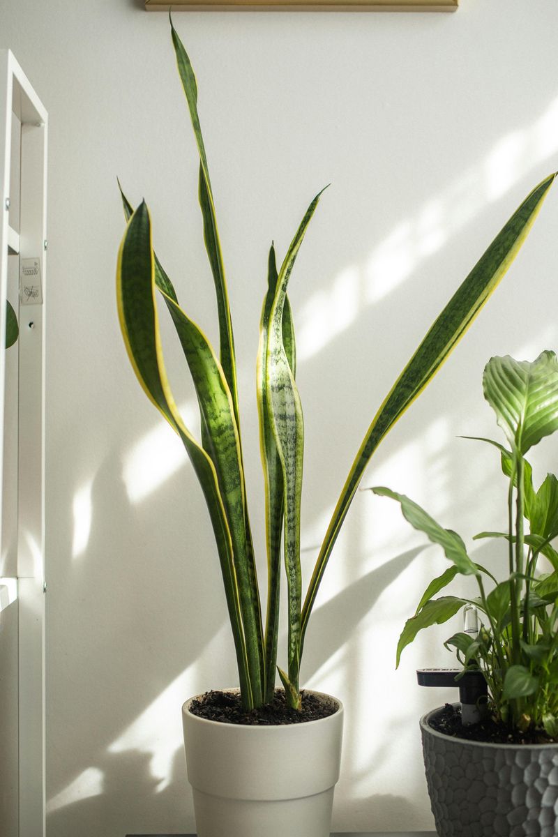 Snake Plant