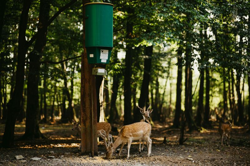 Feeding Wildlife in Residential Areas