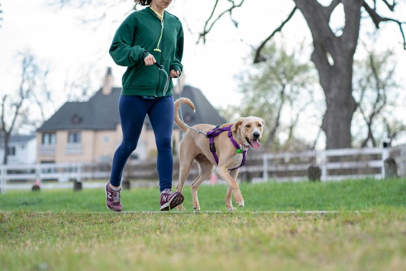 Letting the Dog Roam Off-Leash